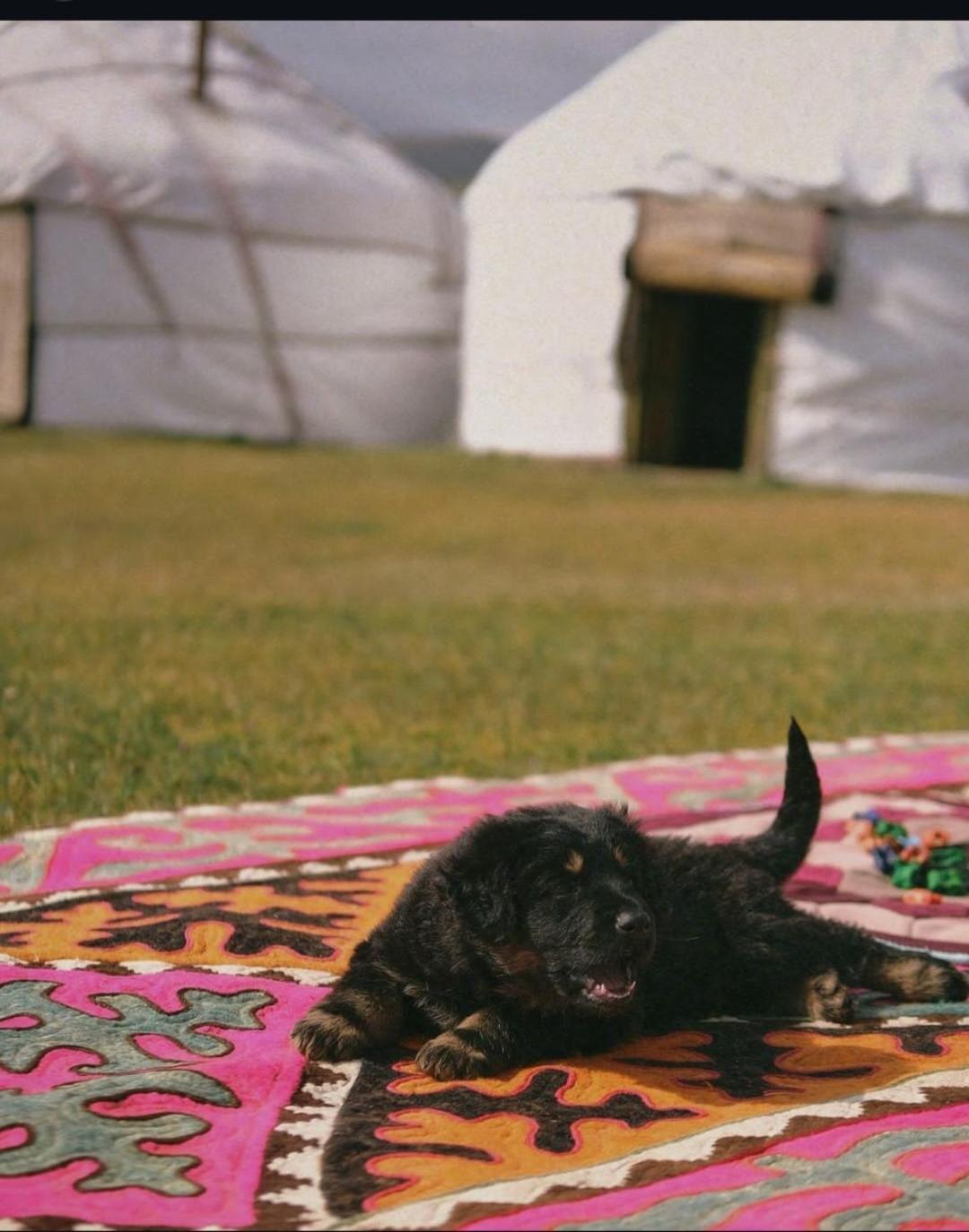 Zalkar Yurt Camp Hotel Song-Kul Exterior foto